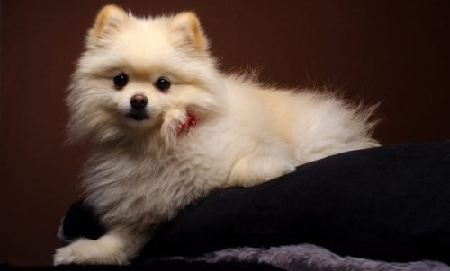 pet-shot