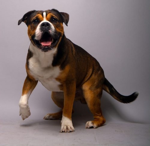 PET_1098-Edit