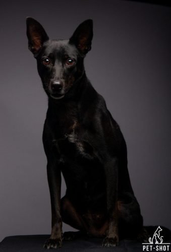 PET_1637