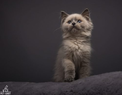 pet-shot