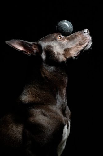PET_7347