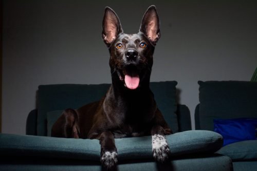 PET_7365