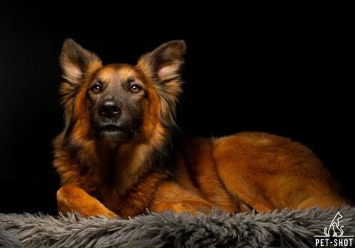 PET_8028