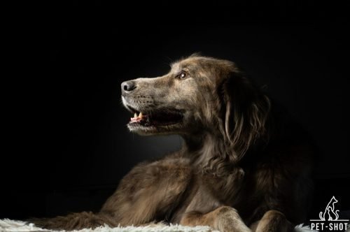 PET_8057 copy